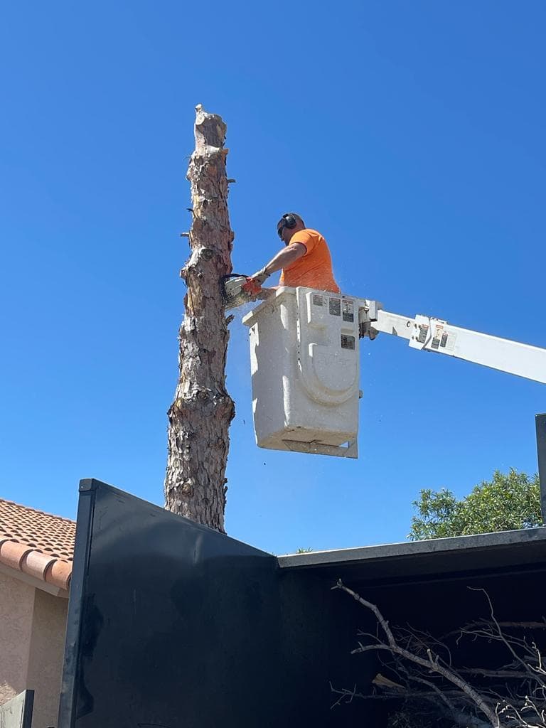Bucket truck raised to trim tree canopy