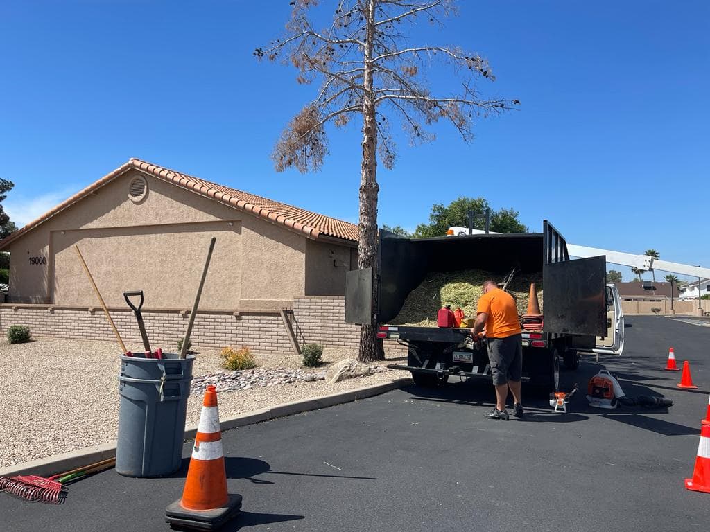 Residential tree trimming — wide view of property