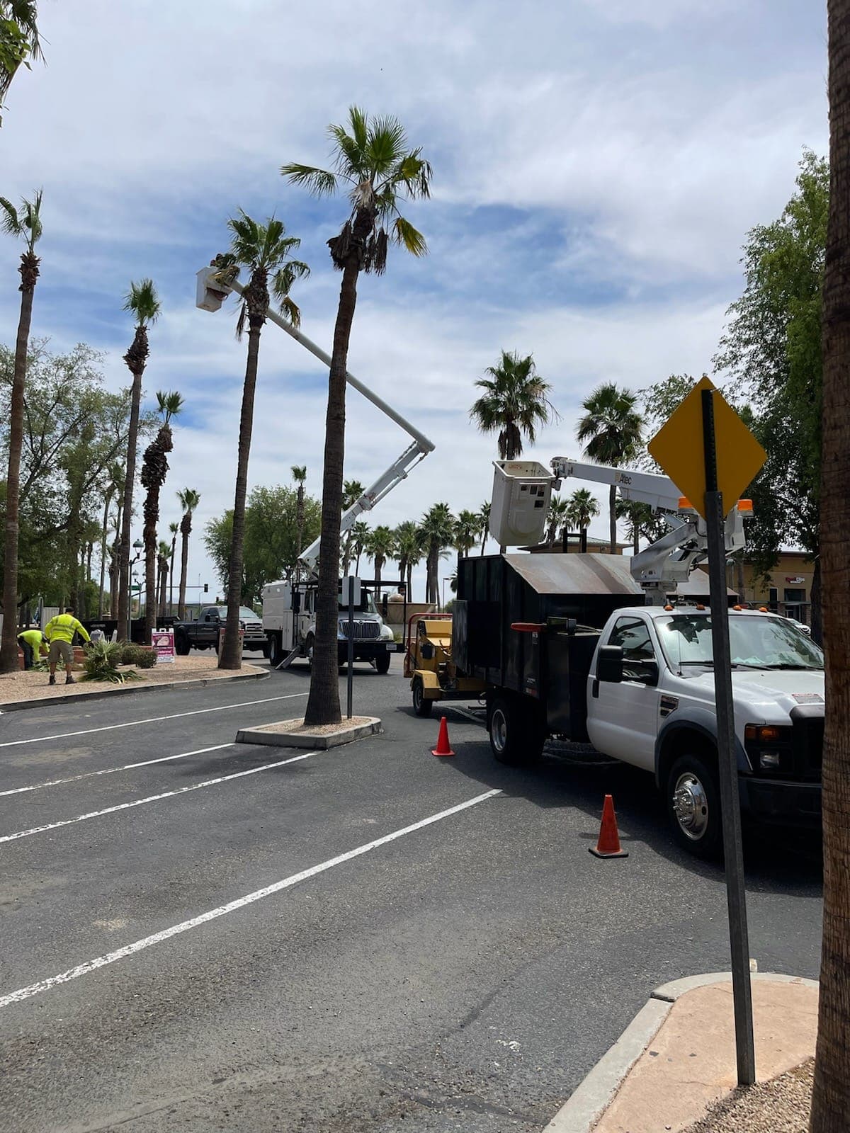 Commercial tree trimming in a parking lot